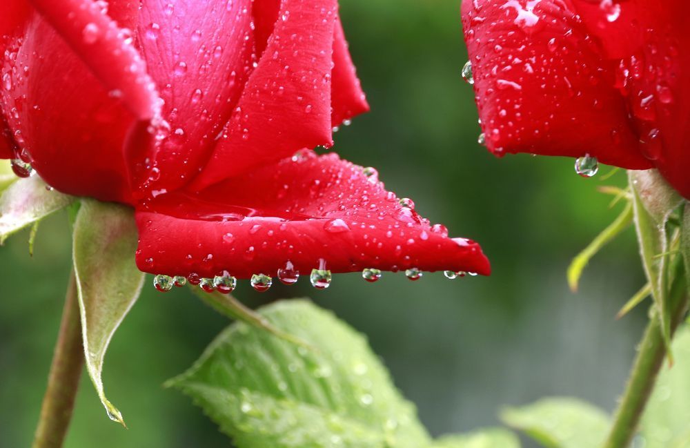 Капельки ливни.