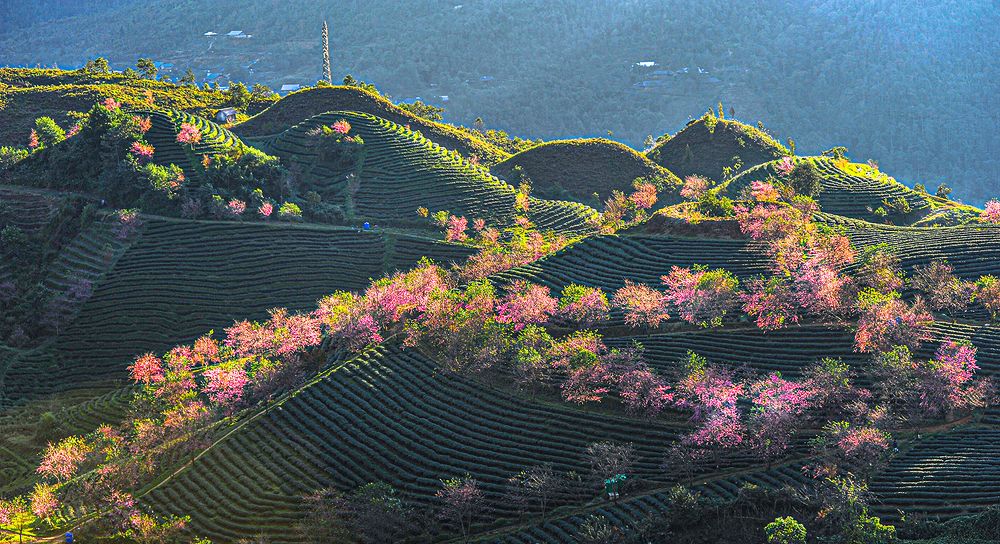 Nắng sớm trên cao nguyên