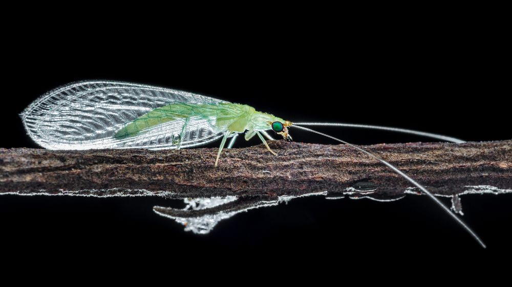 The Transparent Dress in the wood