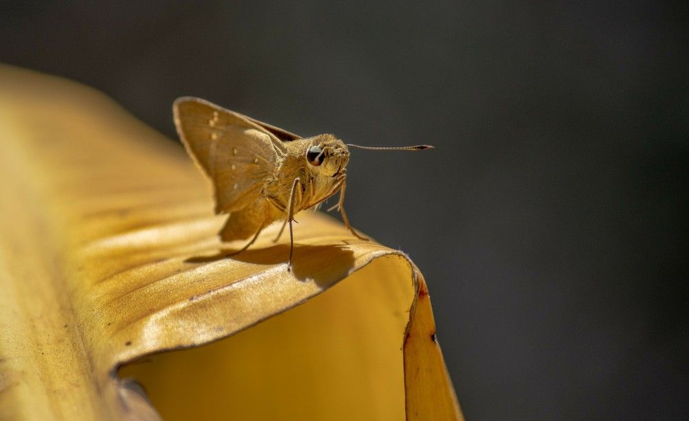 Photograph by Ken Stavrou