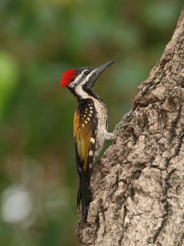 Photograph by Vyom Vyas