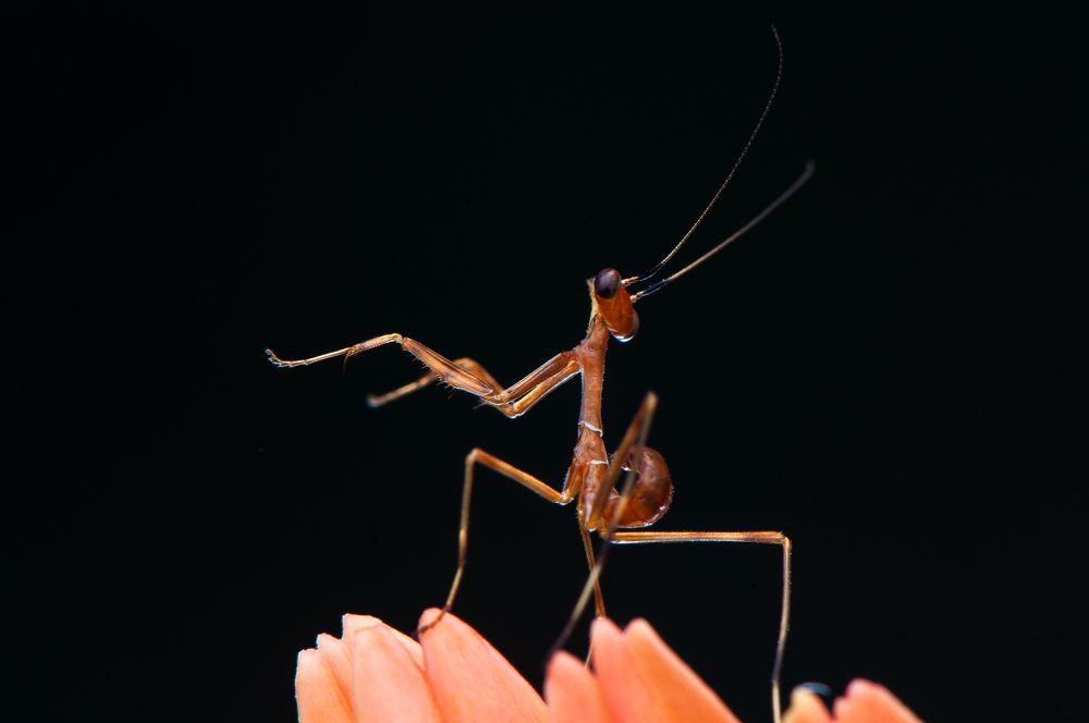 Photograph by Chamara Sulakkhana Polwatta Siriyalage