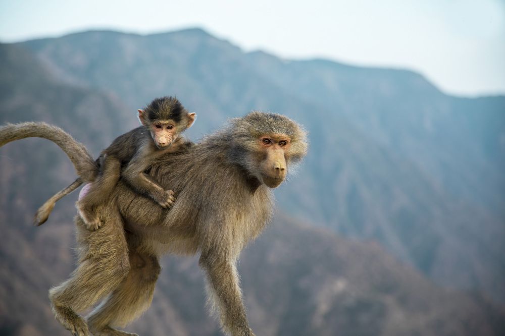 Photograph by Siby Joseph