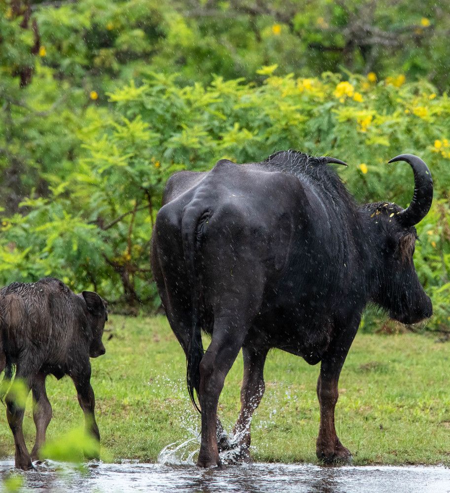 Following Daddy's Footsteps