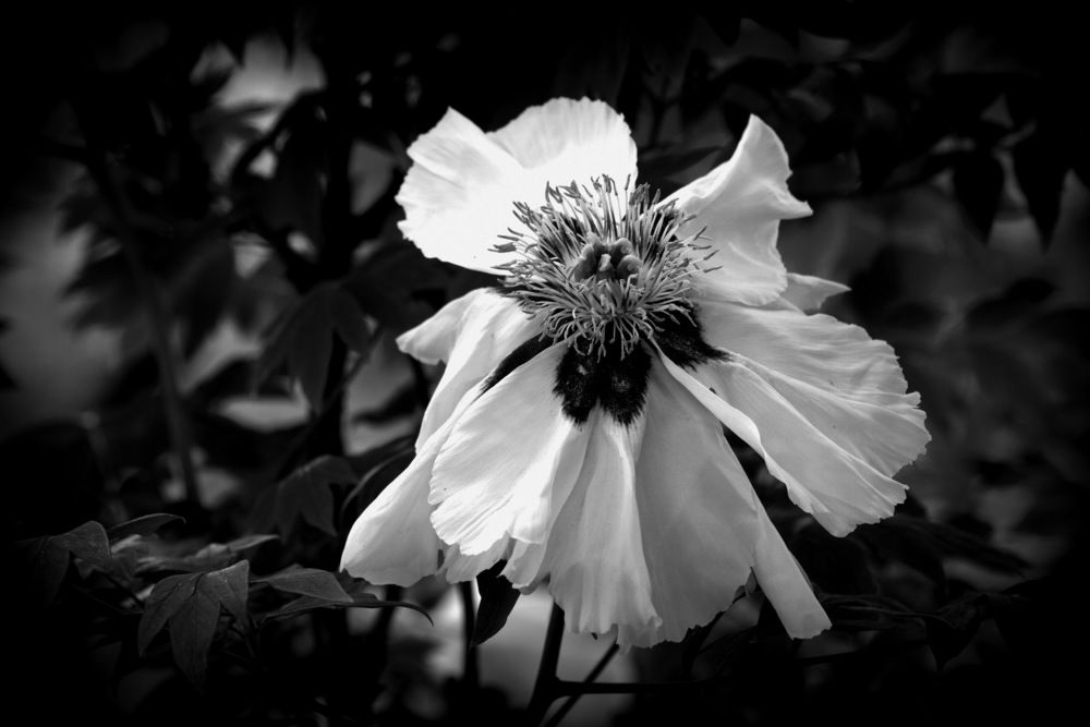 Танцующие Нимфы... / Dancing Nymphs...