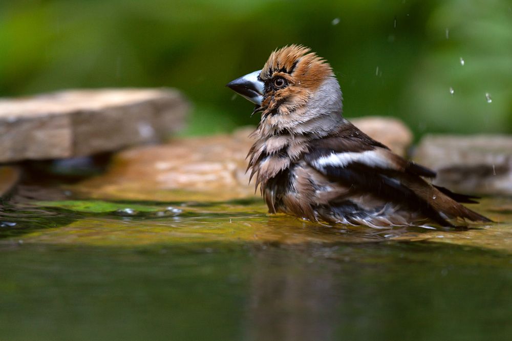 Photograph by Марат Кучкаев