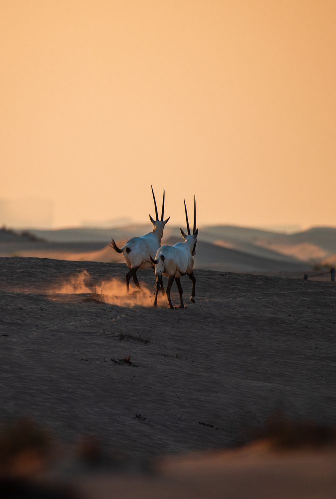 Фотография автора Zubair Irshad
