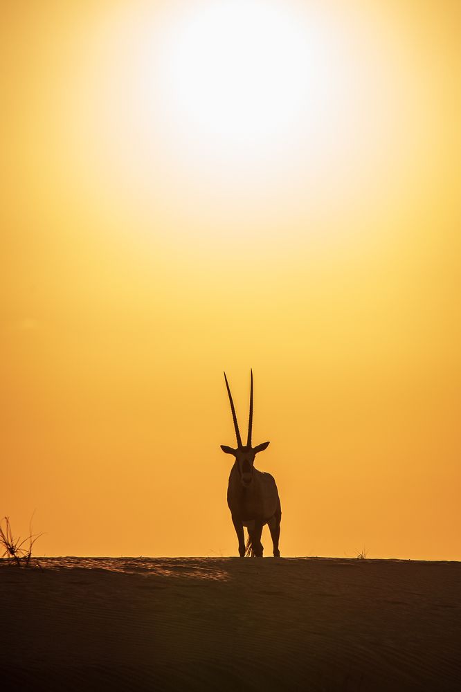 Фотография автора Zubair Irshad