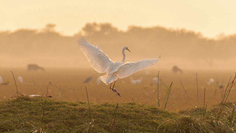 Landing in Progress...