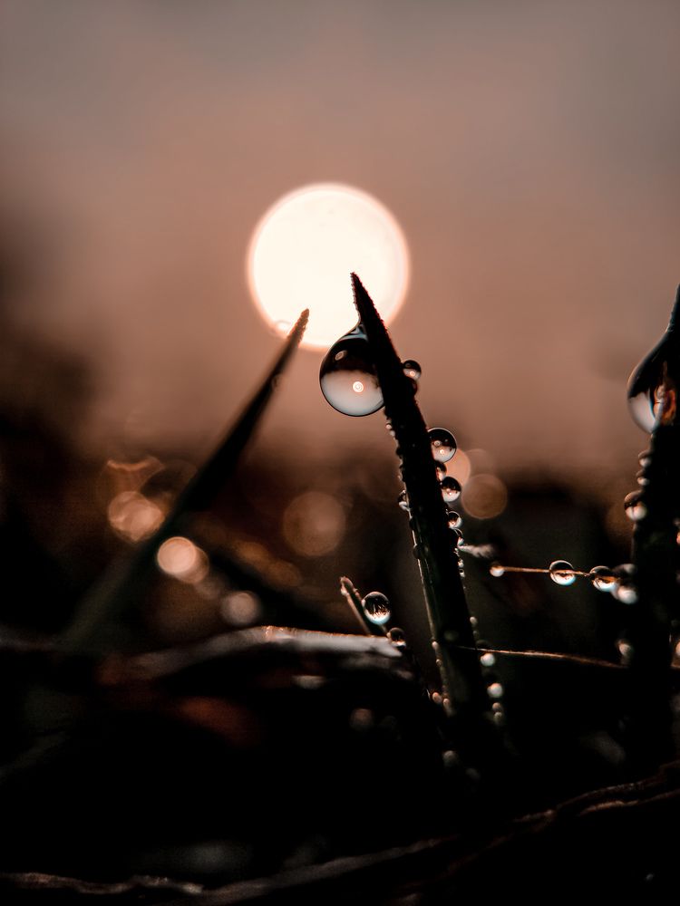 Photo #6230667