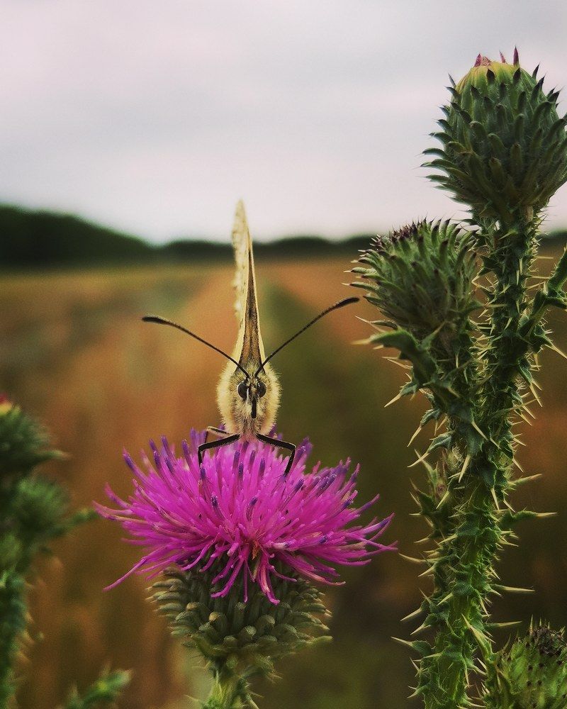 Photograph by Ольга Мажарук