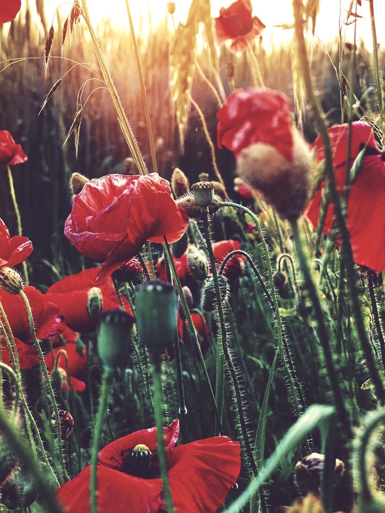 Photograph by Елена Гарибян