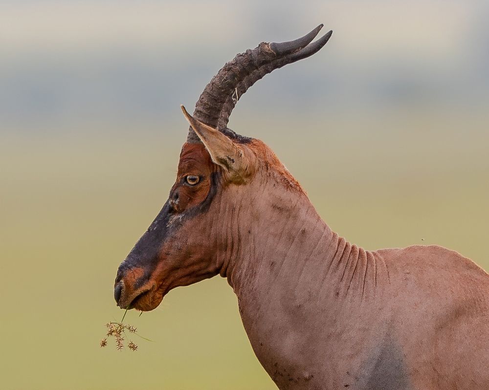 Фотография автора Rajharsha Narayanswamy