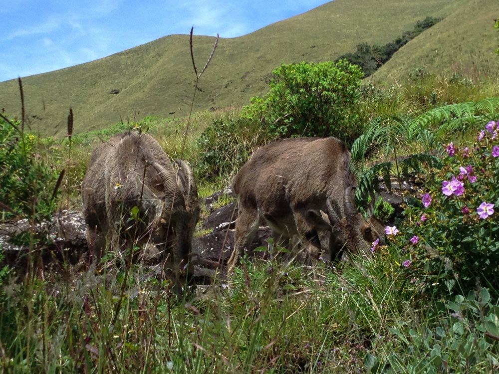 Photograph by Harisankar B