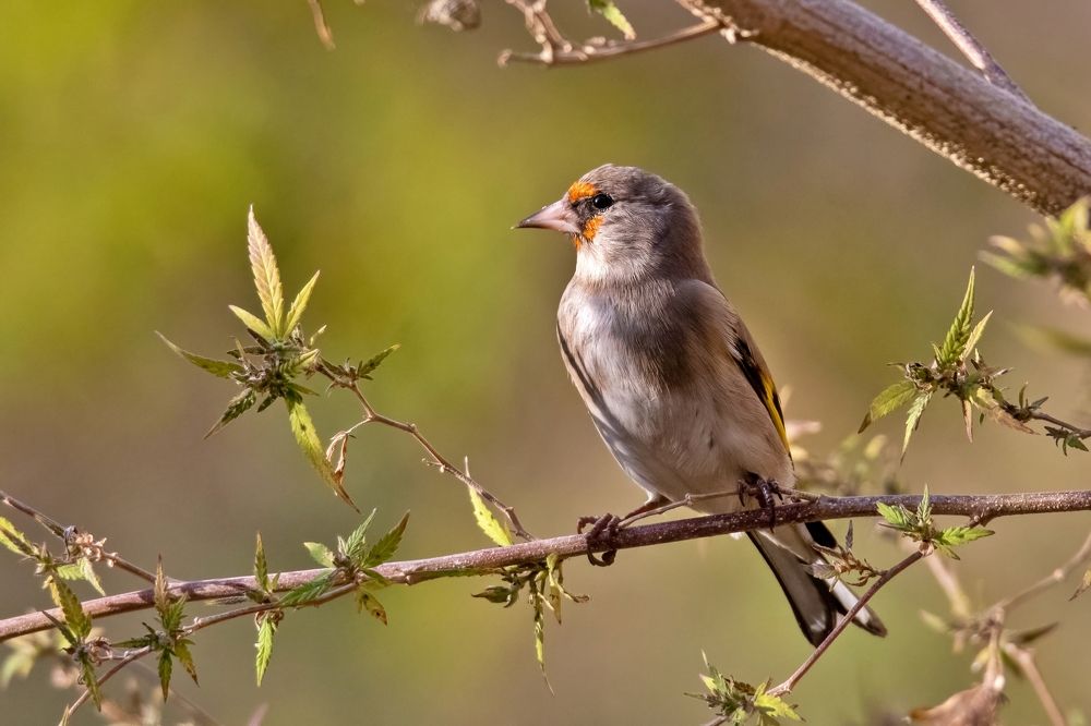 Himalayan Goldfinch