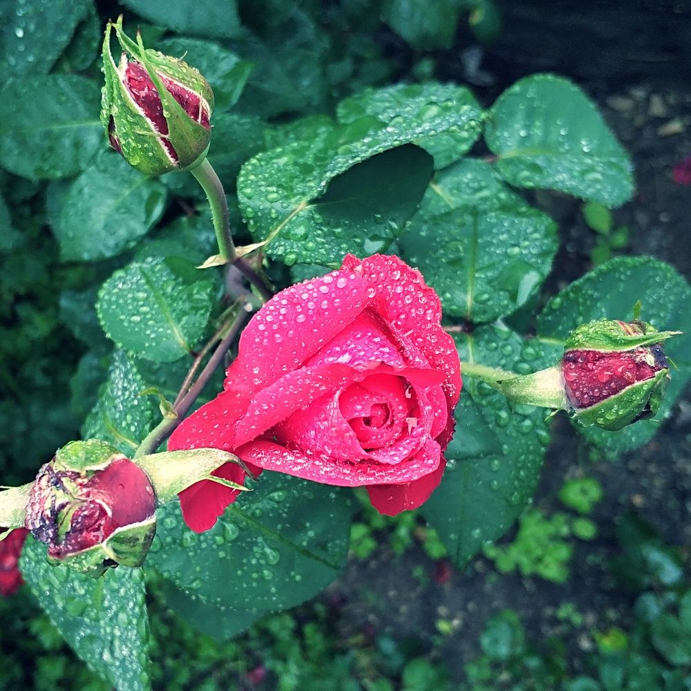 Photograph by Николай Ковальчук