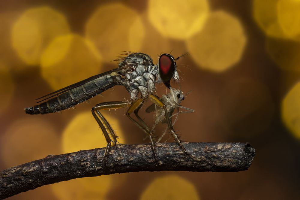 Фотография автора Arijit Mondal