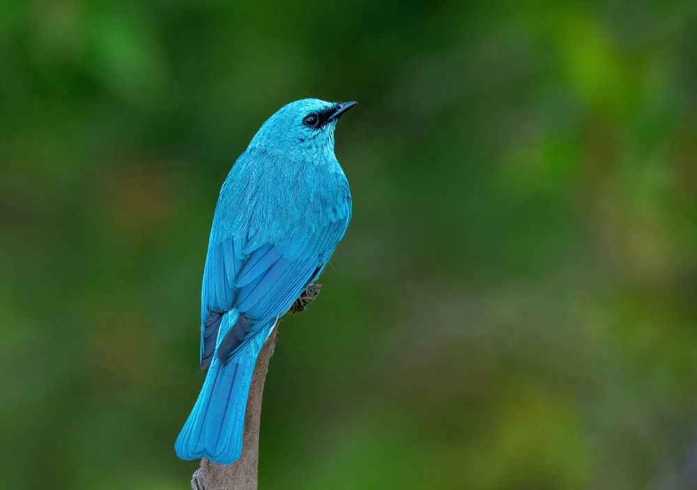 Verditer Flycatcher