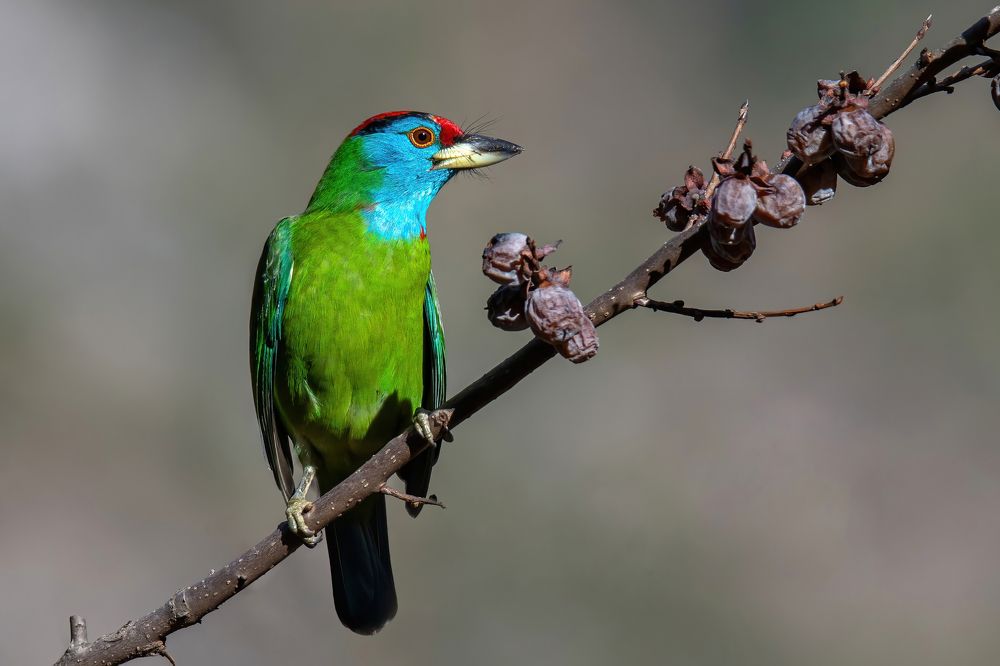 Blue-throated Barbet