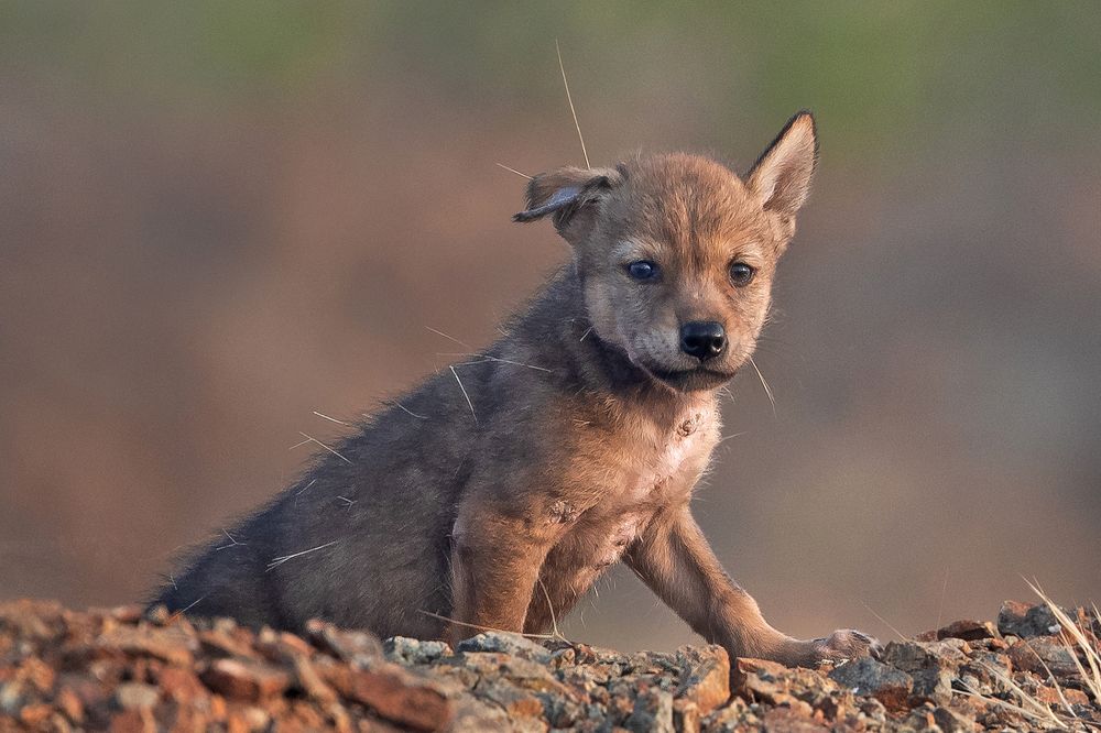 Indian wolf pup