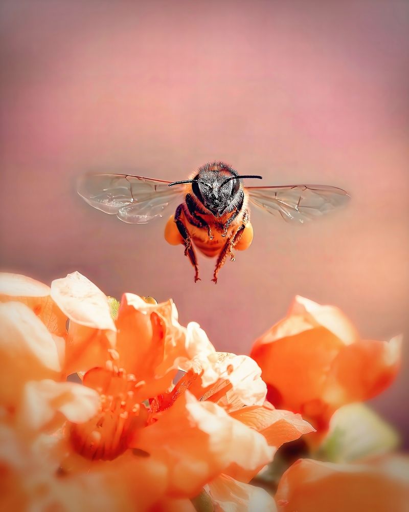 Little bee carrying bags of pollen