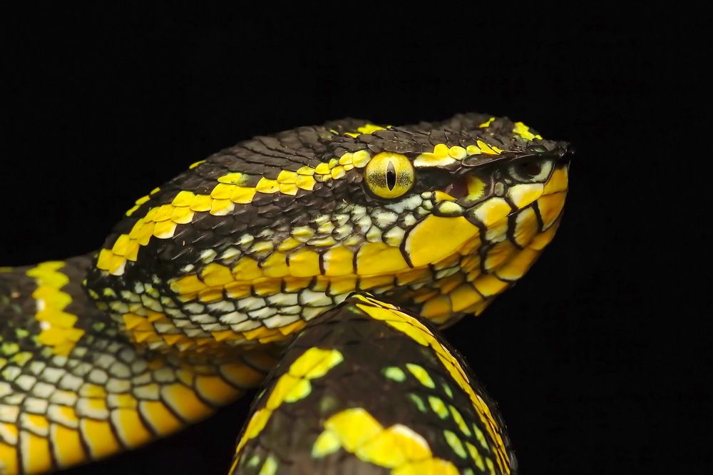 Photograph by Loh Tuck Yeong, Johnny