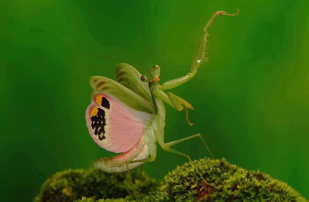 Photograph by Loh Tuck Yeong, Johnny