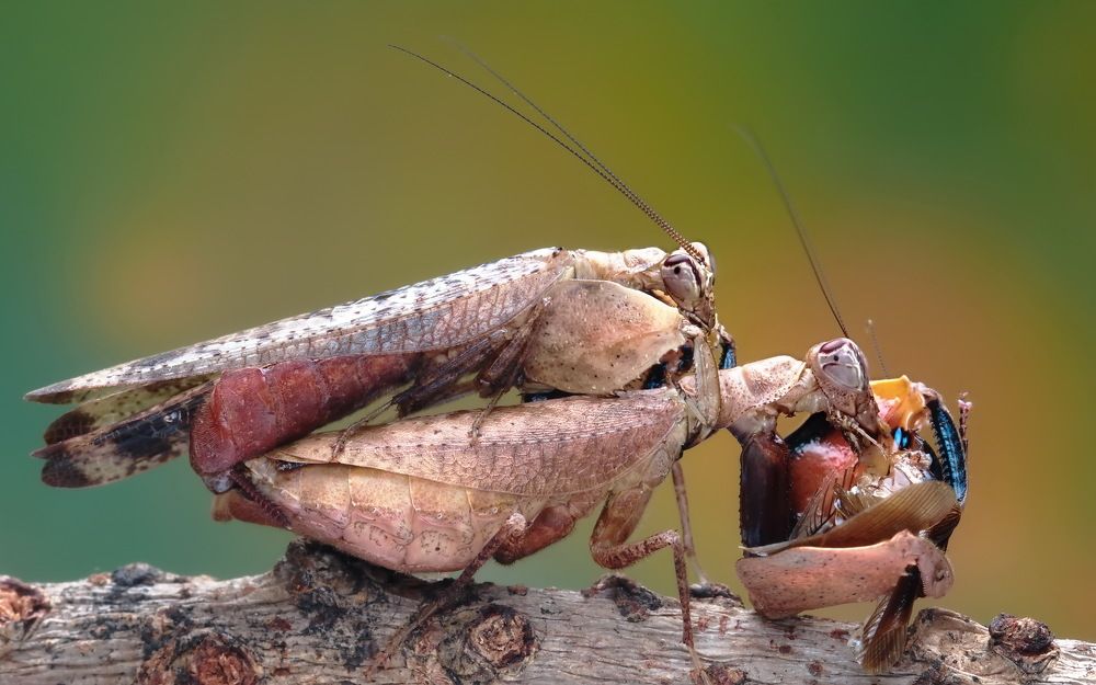 Photograph by Loh Tuck Yeong, Johnny