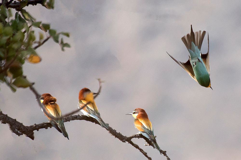 Photograph by ΝΙΚΟΣ ΚΑΜΠΙΑΝΑΚΗΣ