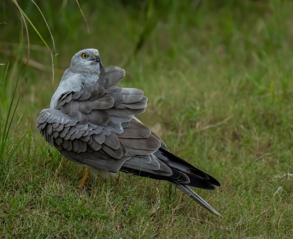 Pallied harrier male preening