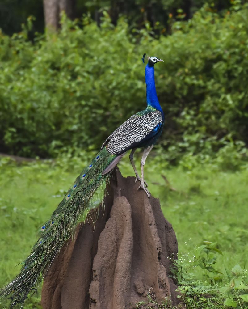 Photograph by Kumar Sharath