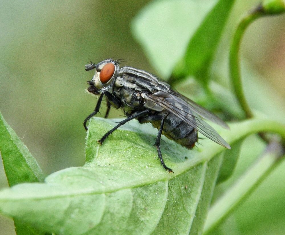 Photograph by Sanjay Tami