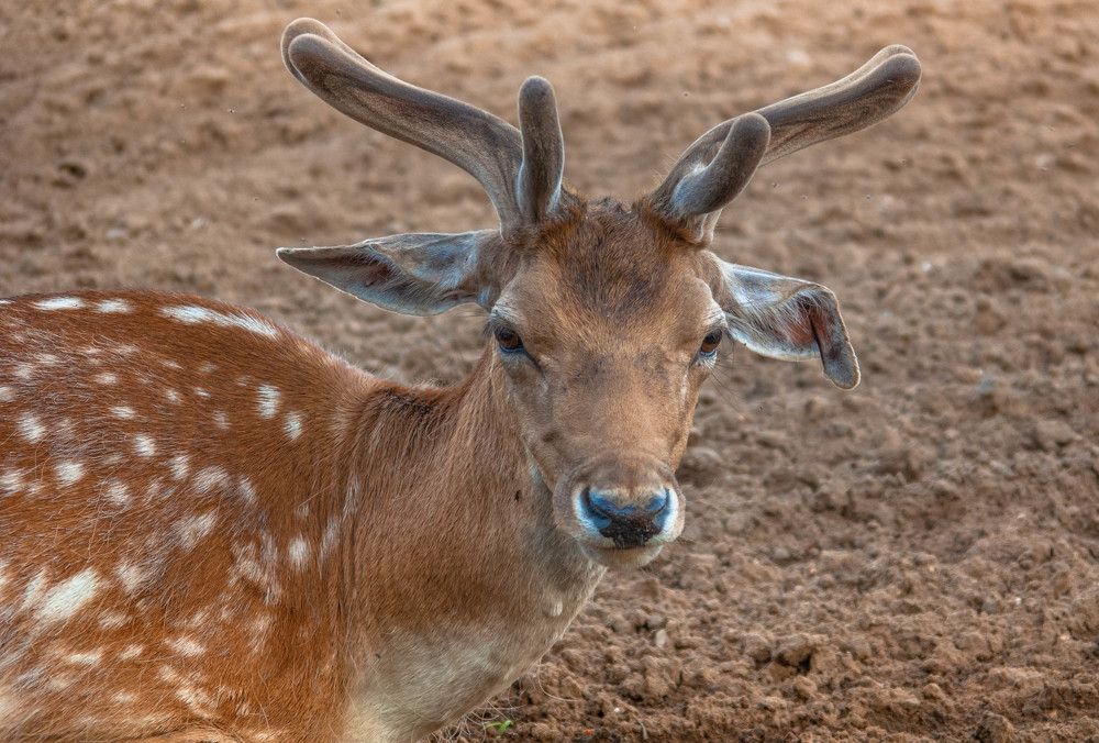 Photograph by Диана Бородзе