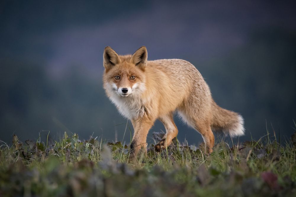 Photograph by Gelu Scurtu