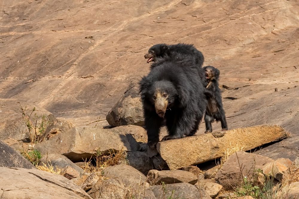 Photograph by DEVARAJASETTY S KIKKERI