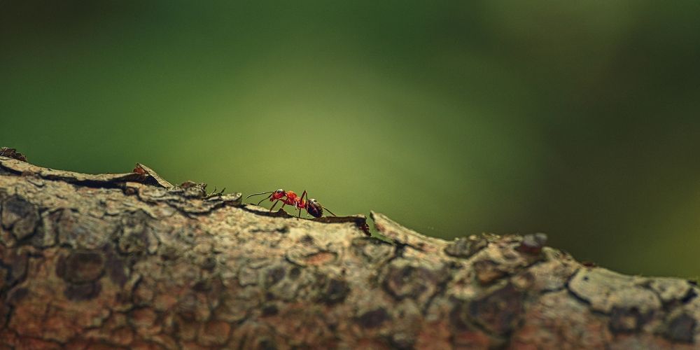 Photograph by Jan Musil