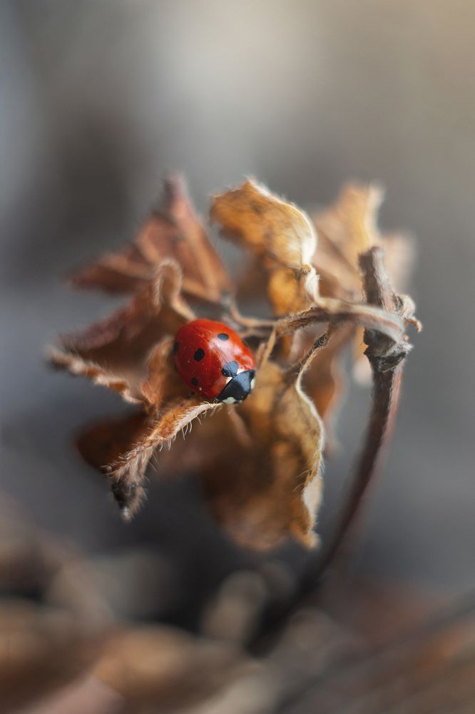 Photograph by Евгения Кинжакова