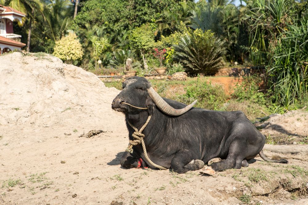 Фотография автора Ольга Гордеева