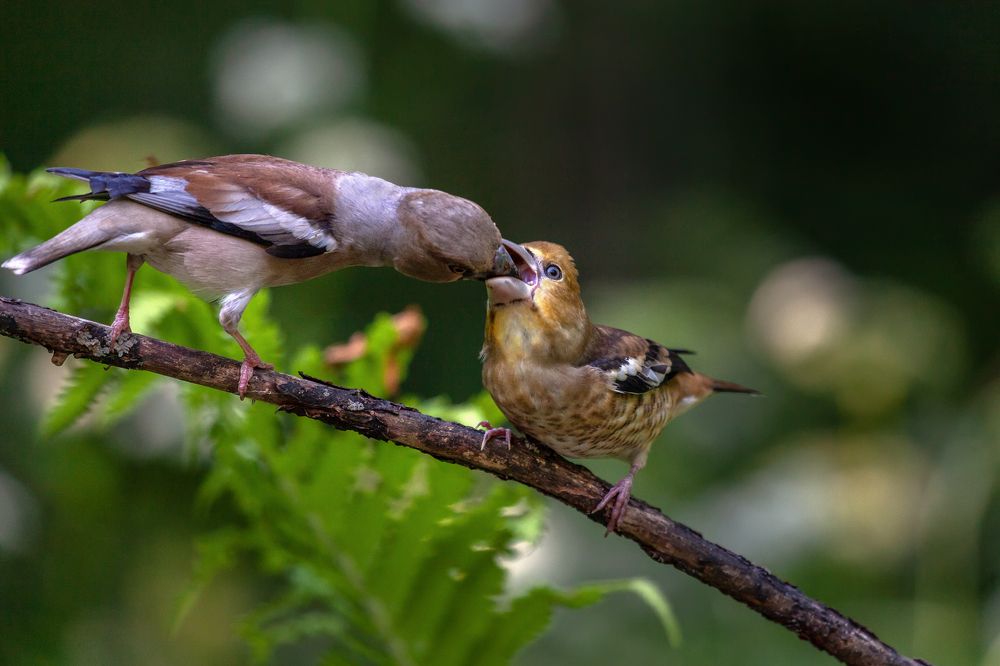 Photograph by Марат Кучкаев