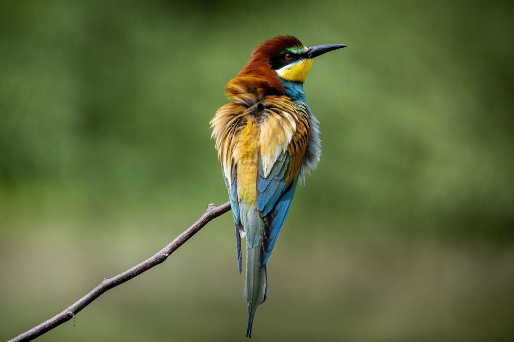 Photograph by Gelu Scurtu