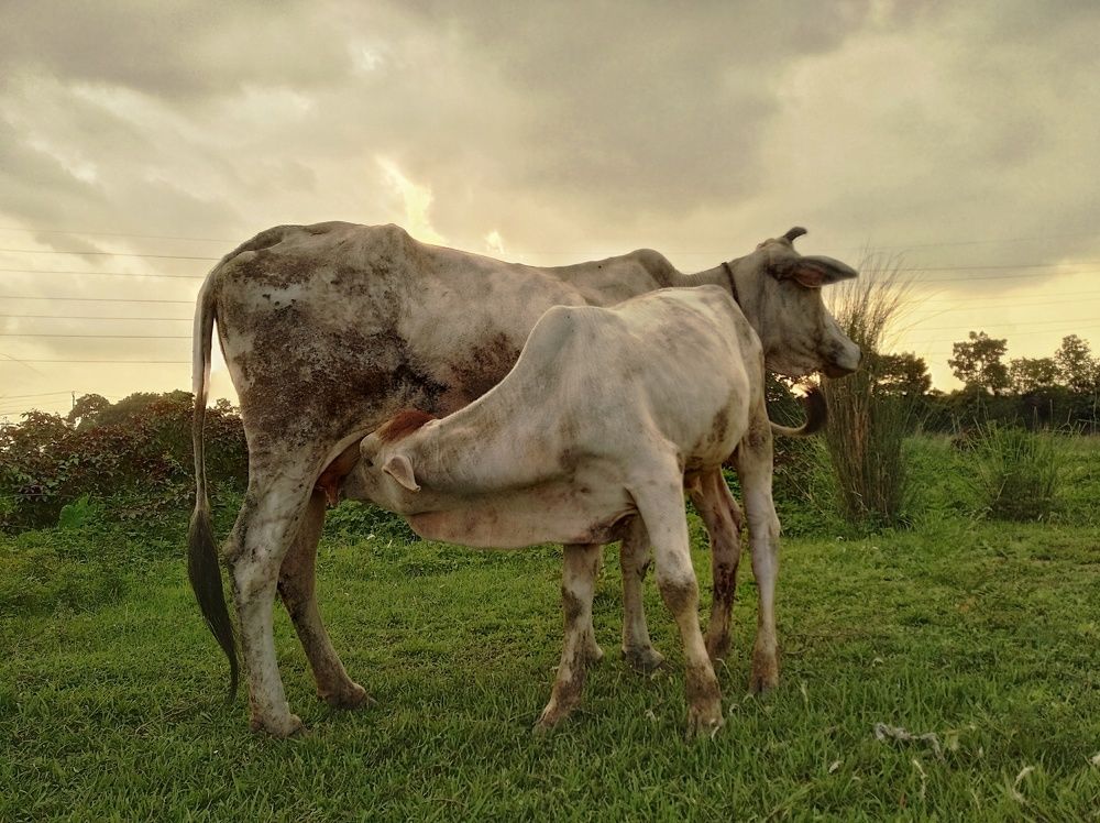 Photograph by Mayank Mondal