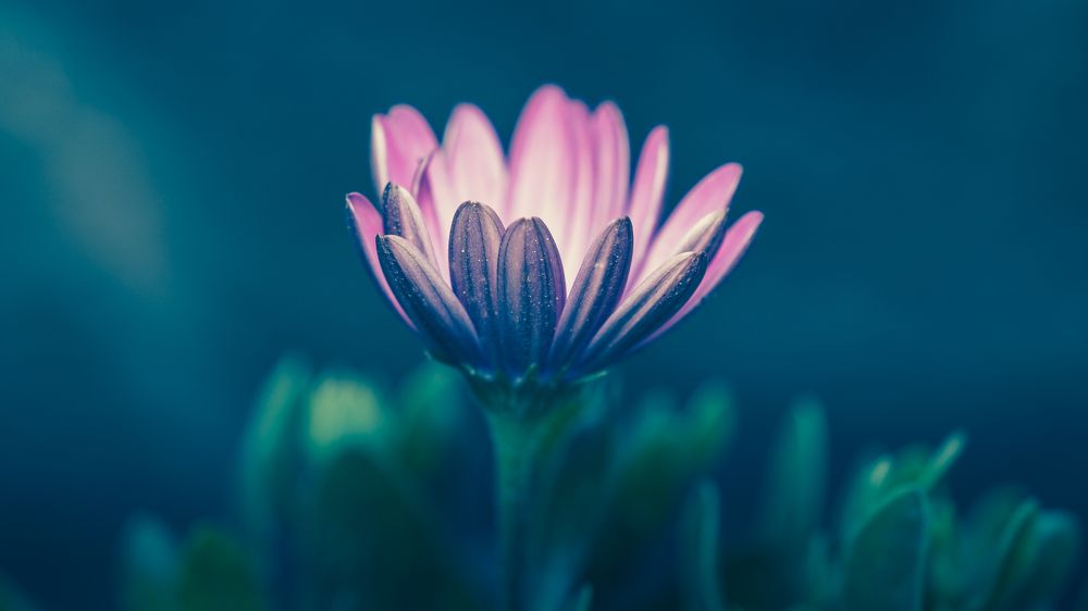 Фотография автора MITHUN KUMAR