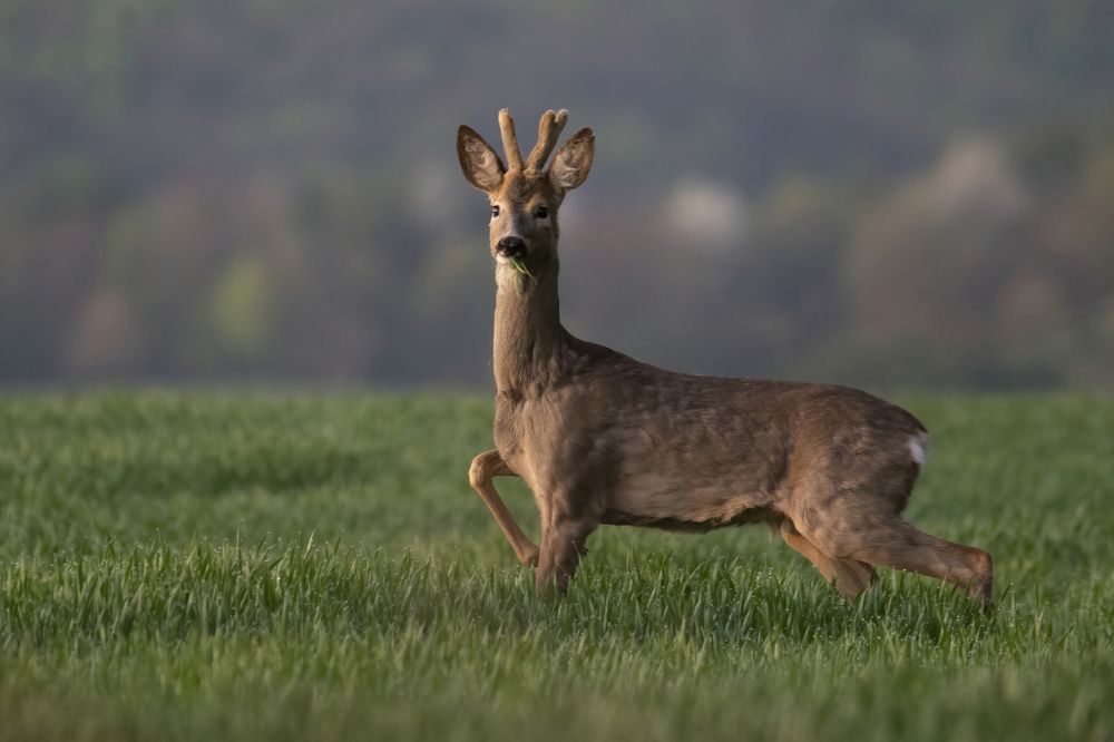 Photograph by Gelu Scurtu