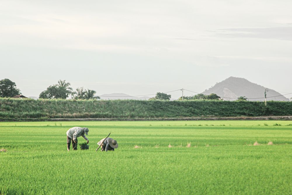 'Bendang'
