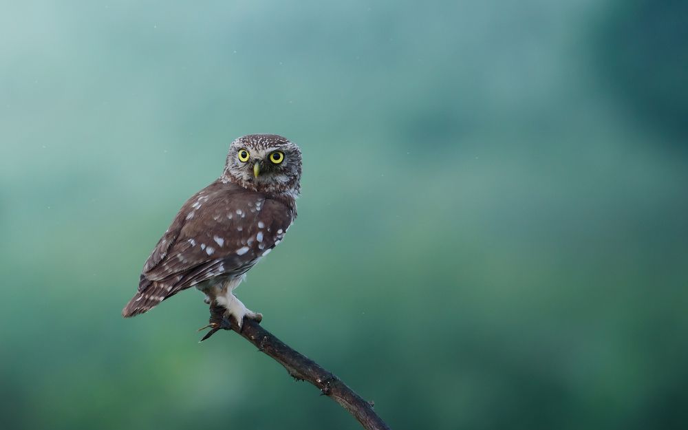 Встречая утро с сычиком...