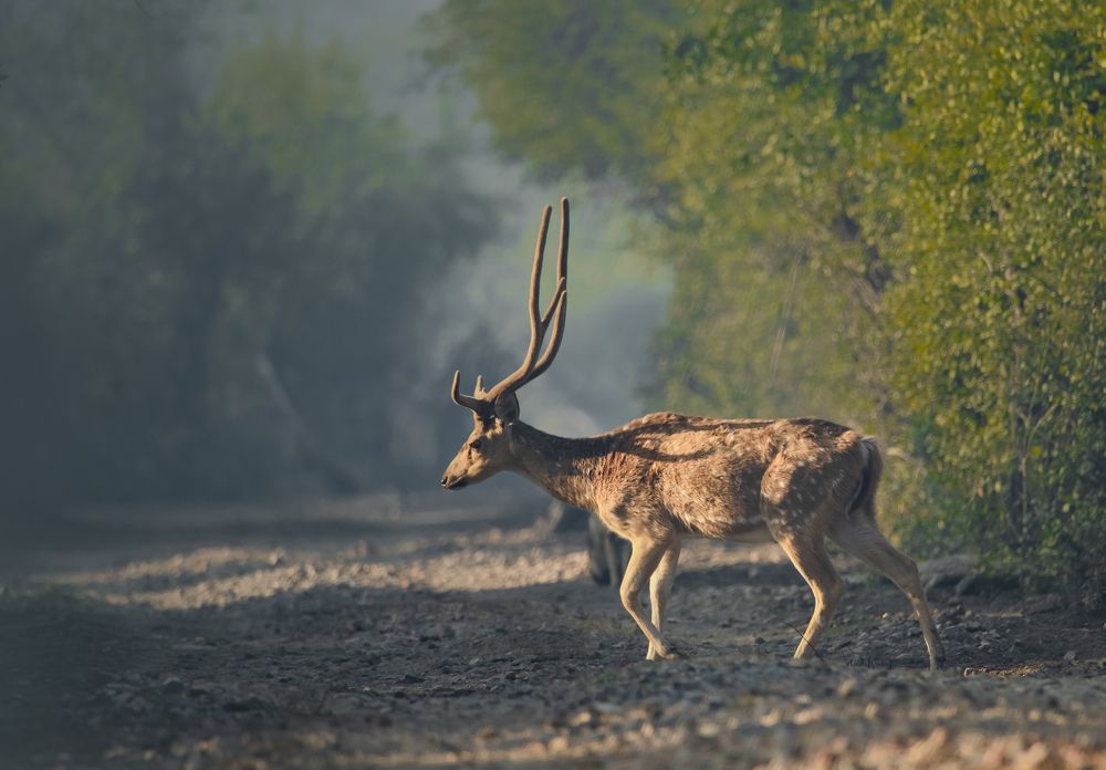 Фотография автора Diganta Roy