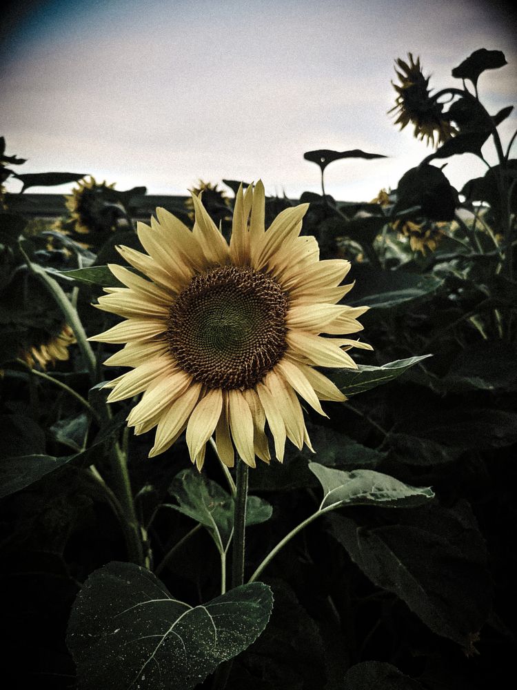 Photograph by Nikolett Mengyi