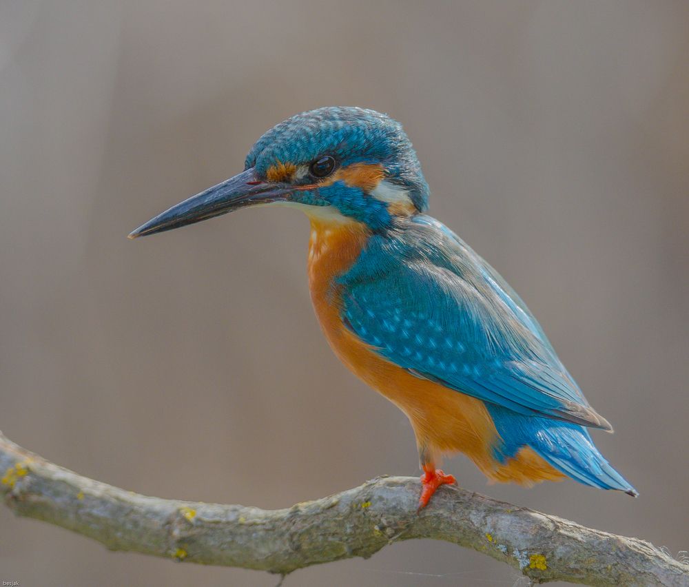 Photograph by Besnik Jakupi