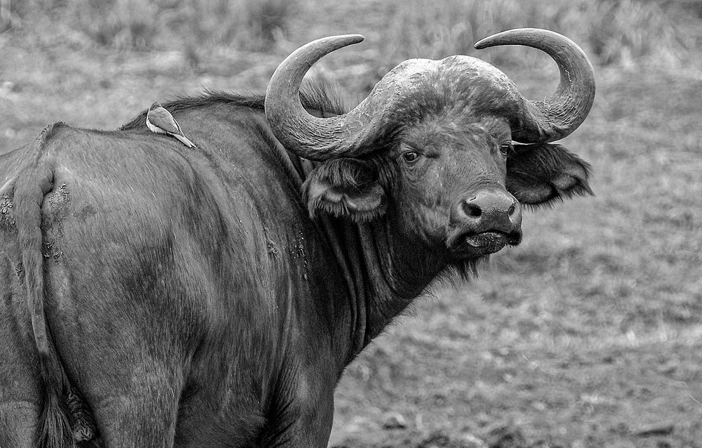 Фотография автора Ricardo Ubico