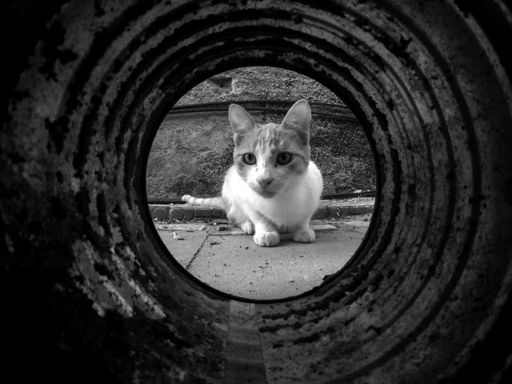 Photograph by Norlys Guerrero Pi